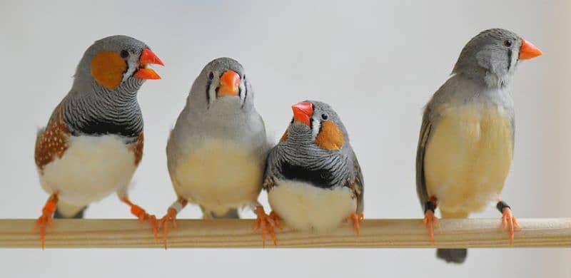 zebra finch breeder pairs available for sale 430 pr pice 1