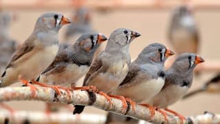 zebra finch breeder pairs available for sale 430 pr pice