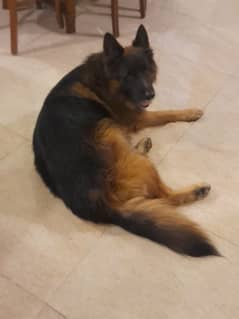 Male german shepherd