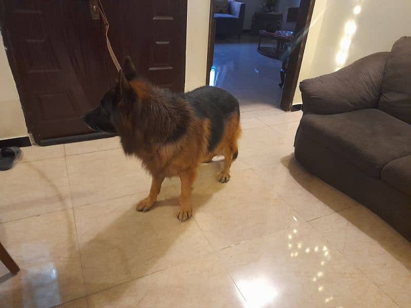 Pink pedigree male german shepherd 1