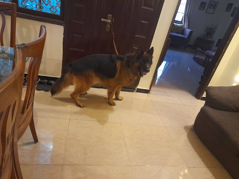 Pink pedigree male german shepherd 2