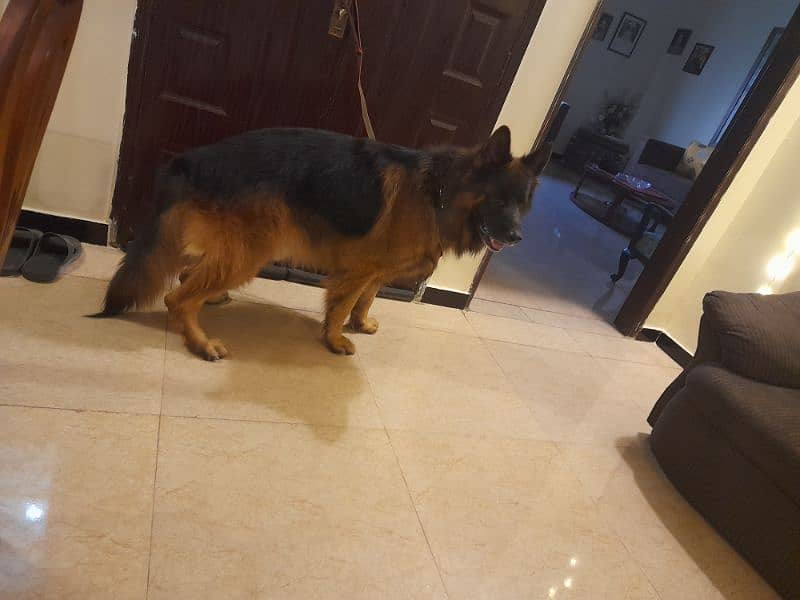 Pink pedigree male german shepherd 3