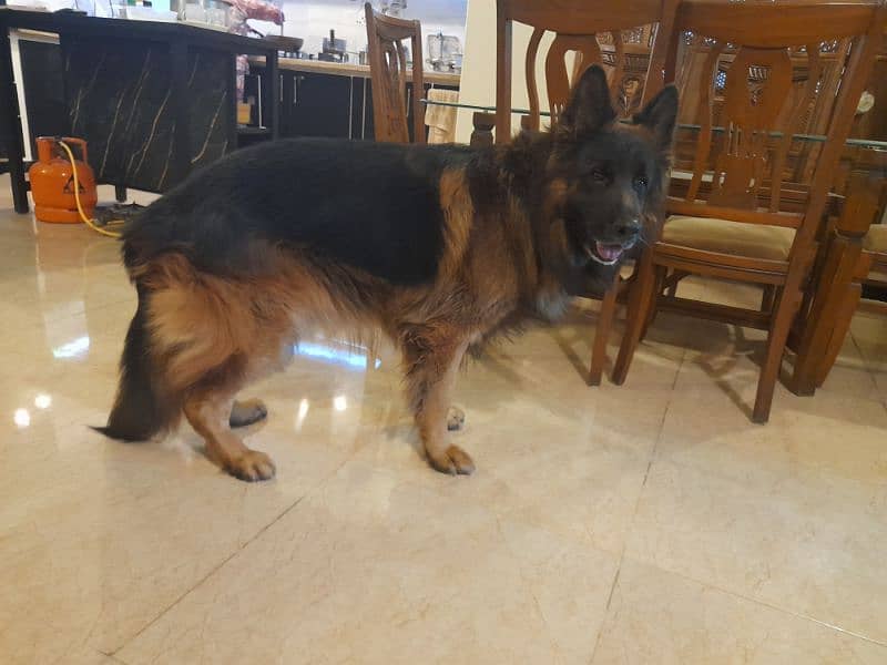 Pink pedigree male german shepherd 4