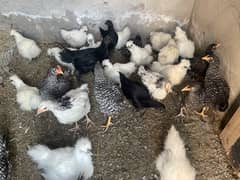 Fancy breeds kay chicks for sale or eggs b miljaey gaey