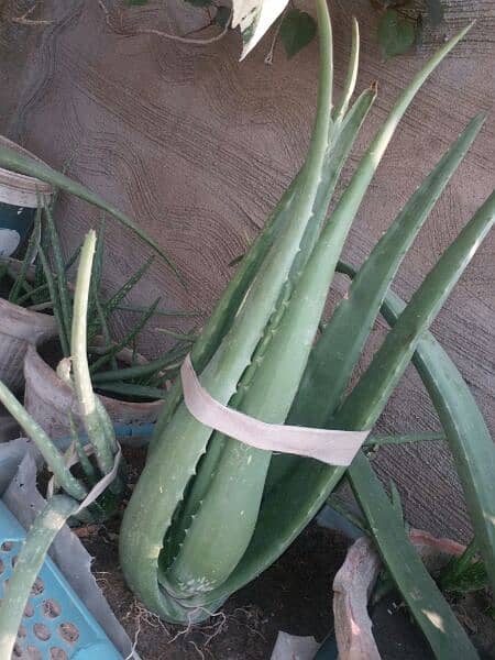 Aloe vera plants for sale. 
Available in diffrent Ages700 to 4000 7