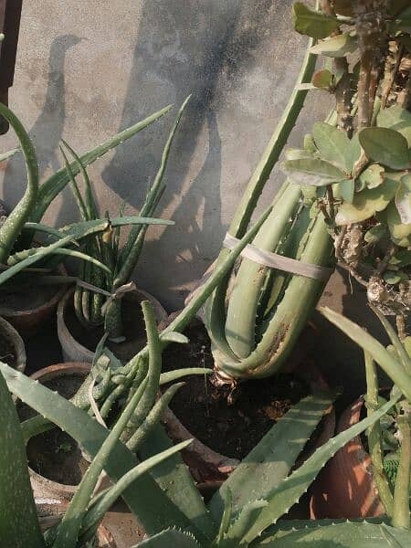 Aloe vera plants for sale. 
Available in diffrent Ages700 to 4000 12