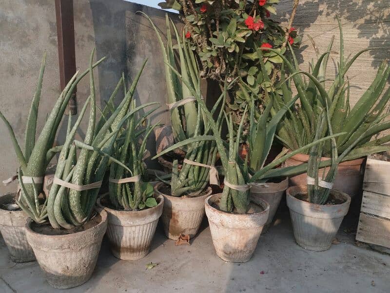 Aloe vera plants for sale. 
Available in diffrent Ages700 to 4000 14