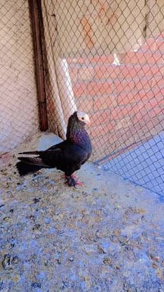 black mukhi breader male for sale