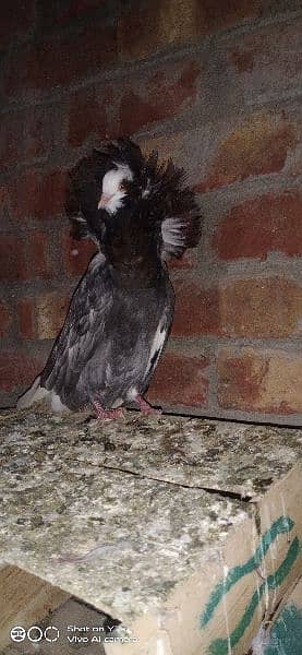 Jacobin female 8 month