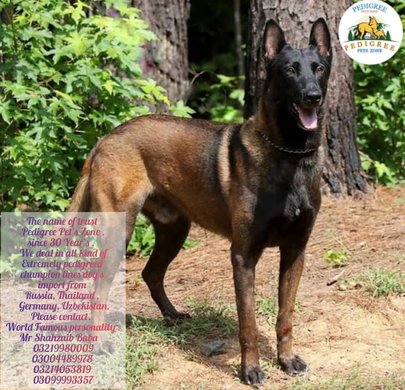 Malinois dog | Puppies | pedigree dogs | dogs for sale 19