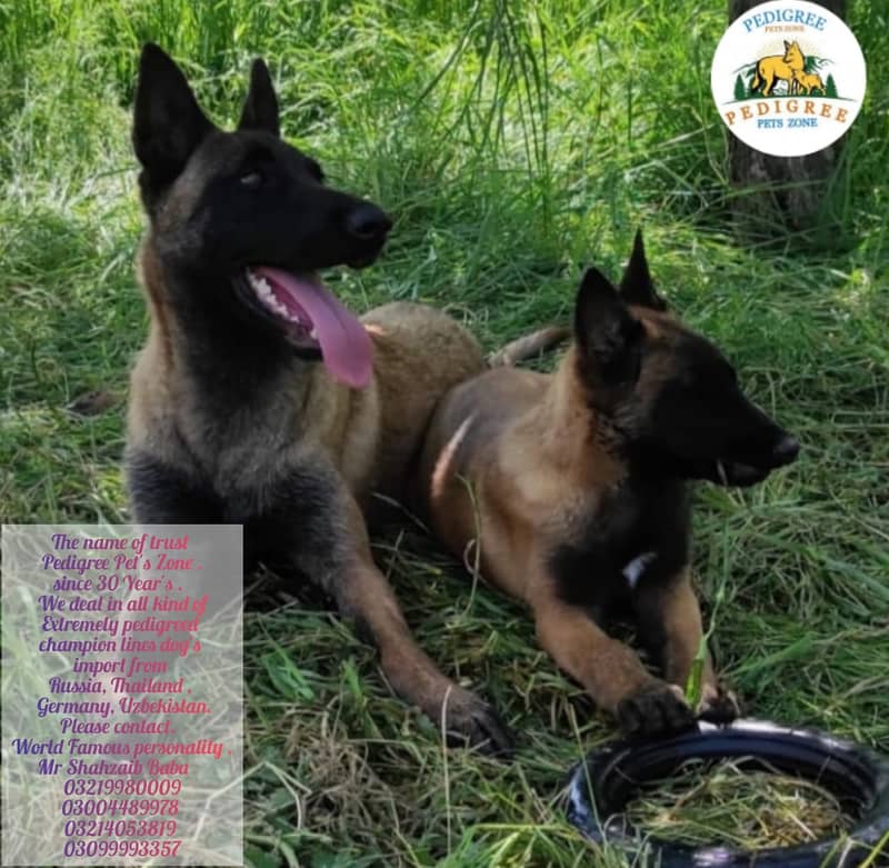 Malinois dog | Puppies | pedigree dogs | dogs for sale 3