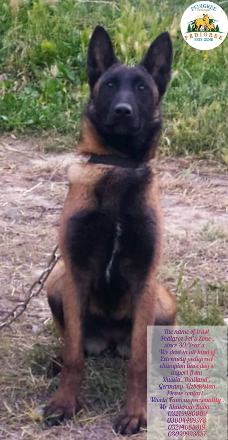 Malinois dog | Puppies | pedigree dogs | dogs for sale 5