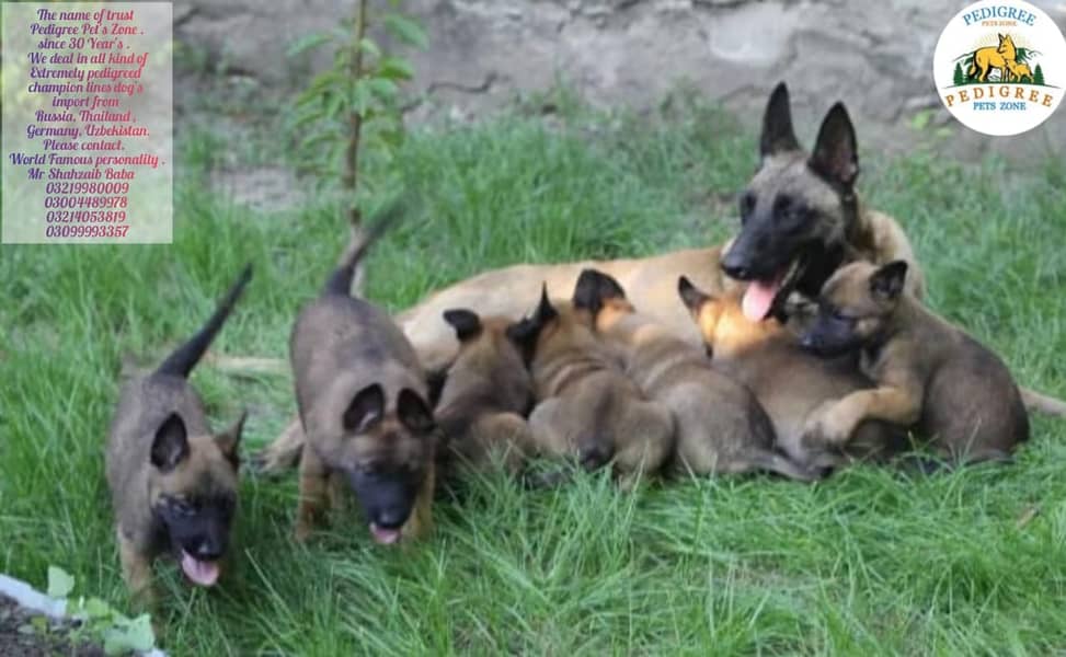 Malinois dog | Puppies | pedigree dogs | dogs for sale 6