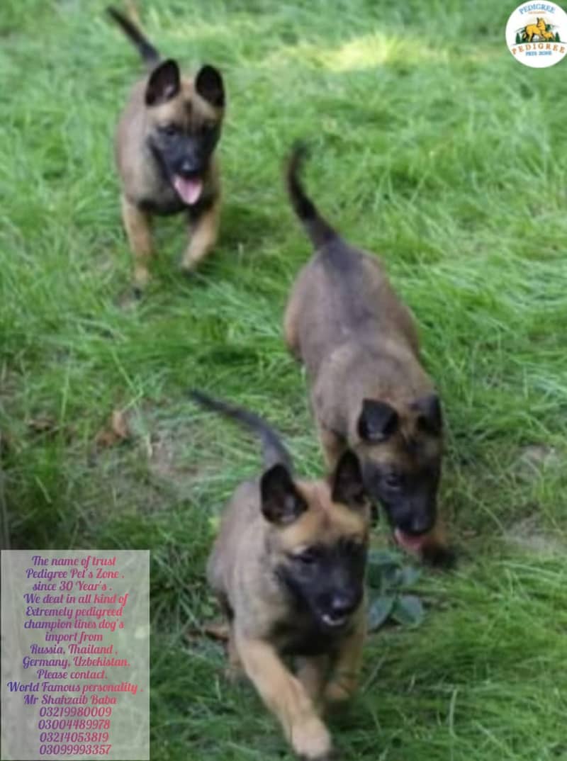 Malinois dog | Puppies | pedigree dogs | dogs for sale 7