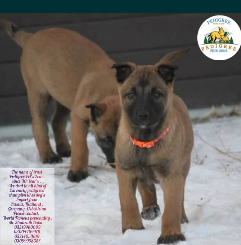 Malinois dog | Puppies | pedigree dogs | dogs for sale 17