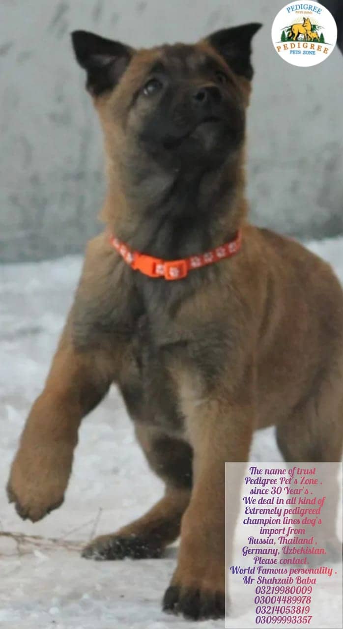 Malinois dog | Puppies | pedigree dogs | dogs for sale 18