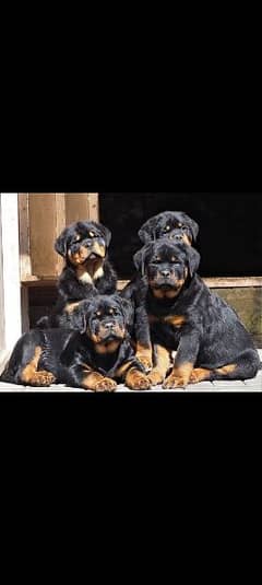 rottwailer puppies available 3month old male fenale both available