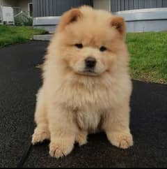 chow chow puppies pair available Russian import