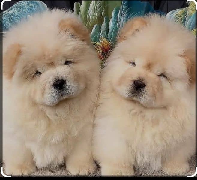 chow chow puppies pair available Russian import 1