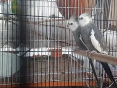 urgent sale Healthy and energetic cocktail breeder pair for sale.