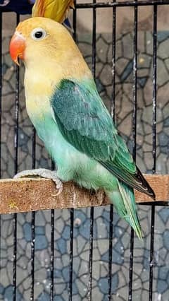 green opaline 500