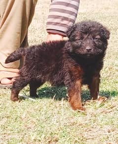 jarman shepat male age 1.5 month for sale