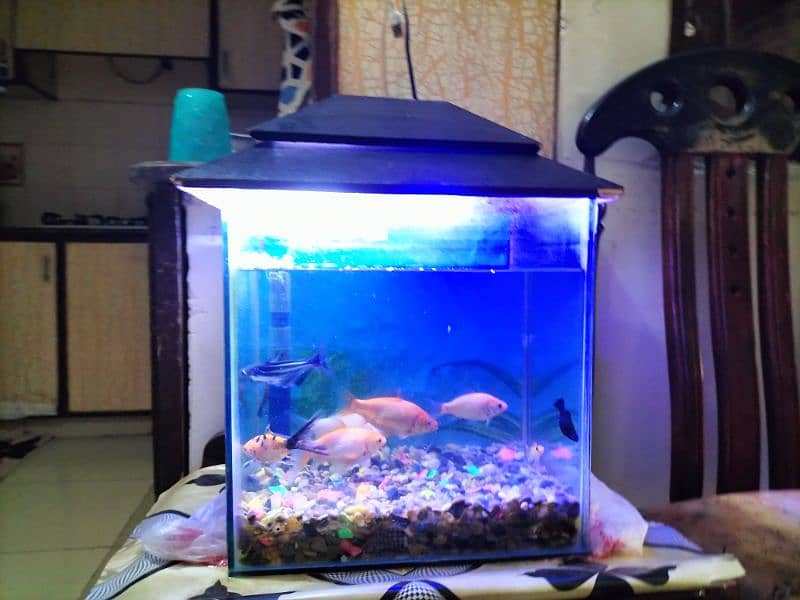 Complete Aquarium without Fishes 0