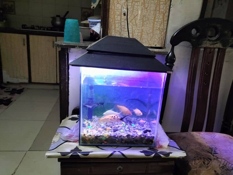 Complete Aquarium without Fishes 1