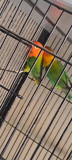green opaline pair for sale Home Breed