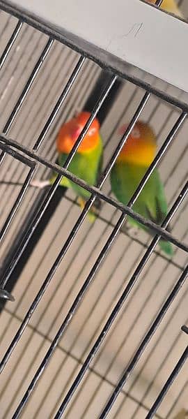 green opaline pair for sale Home Breed 1