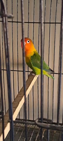 green opaline pair for sale Home Breed 2