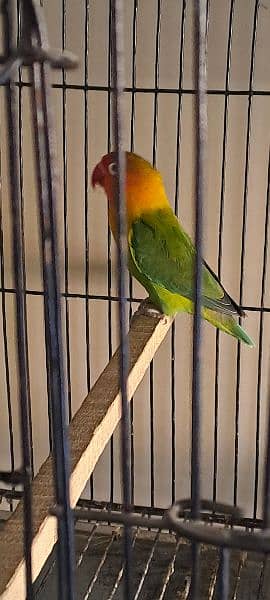 green opaline pair for sale Home Breed 3