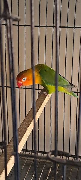 green opaline pair for sale Home Breed 4