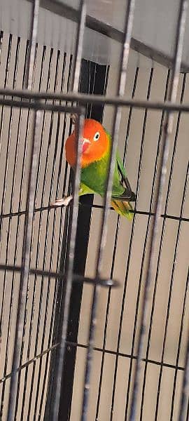 green opaline pair for sale Home Breed 5