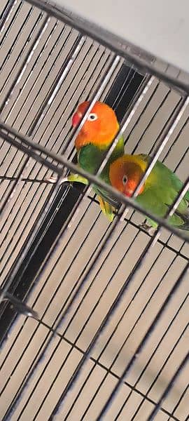 green opaline pair for sale Home Breed 6