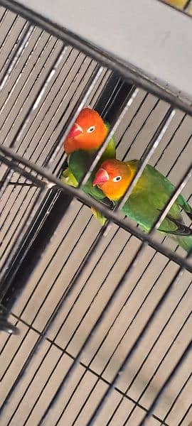 green opaline pair for sale Home Breed 7