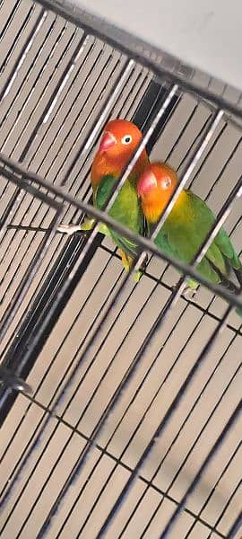 green opaline pair for sale Home Breed 8
