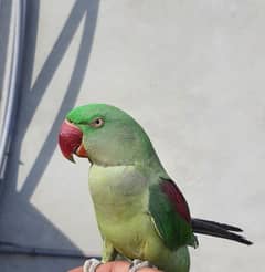 Talking parrot deals for sale olx