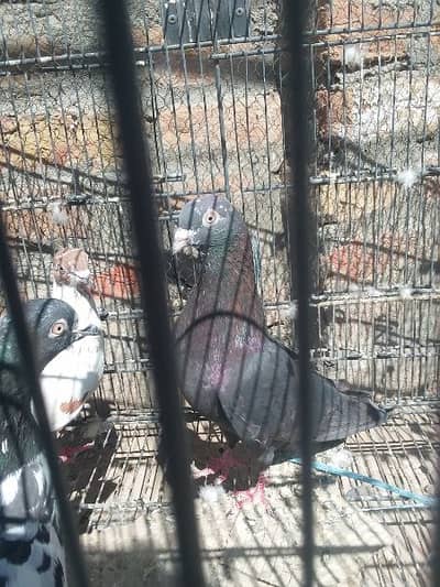 high fly pigions  4 sale