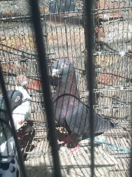 high fly pigions  4 sale