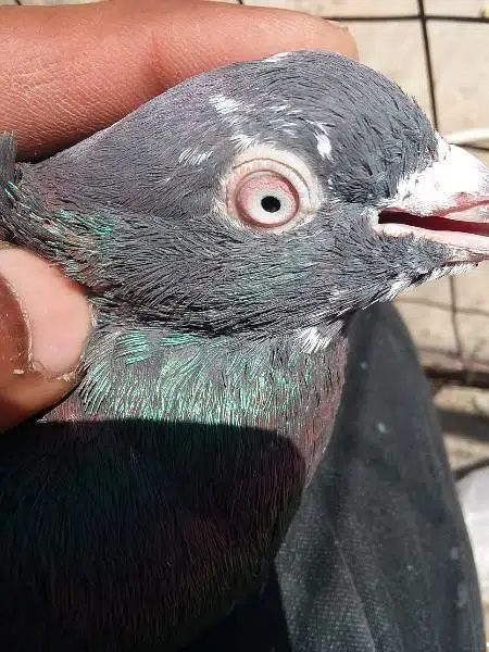 high fly pigions  4 sale — photo 2