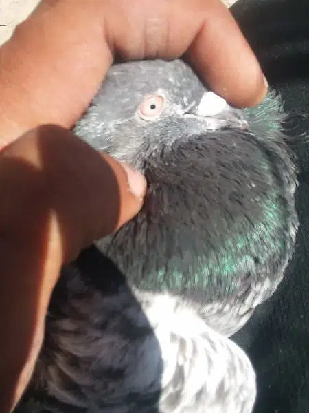high fly pigions  4 sale — photo 3