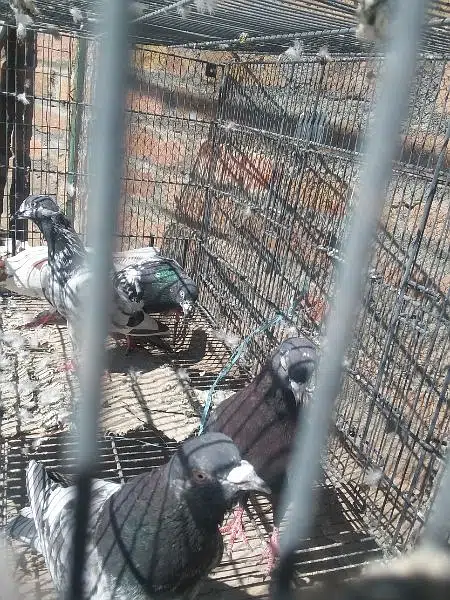 high fly pigions  4 sale — photo 4
