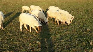 7 Pregnant Sheeps for Sale
