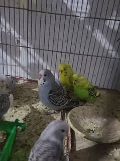 Exhibition pathy red eyes budgies hogobred  and   tcb budgies,