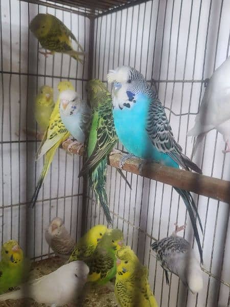 Exhibition pathy red eyes budgies hogobred  and   tcb budgies, 1