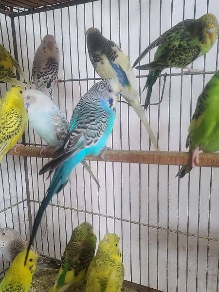 Exhibition pathy red eyes budgies hogobred  and   tcb budgies, 2