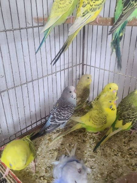 Exhibition pathy red eyes budgies hogobred  and   tcb budgies, 3