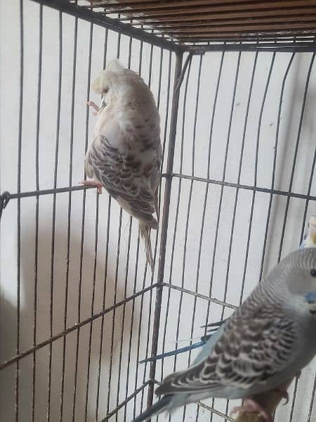 Exhibition pathy red eyes budgies hogobred  and   tcb budgies, 4