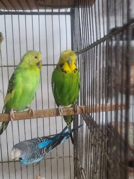 Exhibition pathy red eyes budgies hogobred  and   tcb budgies, 5